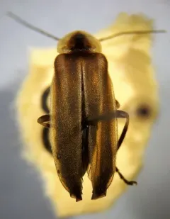 Cape Breton Firefly thumbnail 4