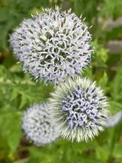 Tall Globe-thistle thumbnail 4