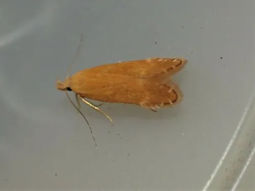 Monochroa placidella