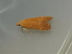Monochroa placidella thumbnail 1