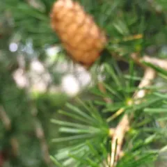 European larch thumbnail 3