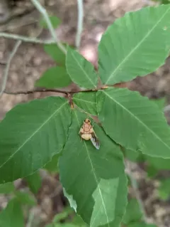 Golden-haired Horse Fly thumbnail 2