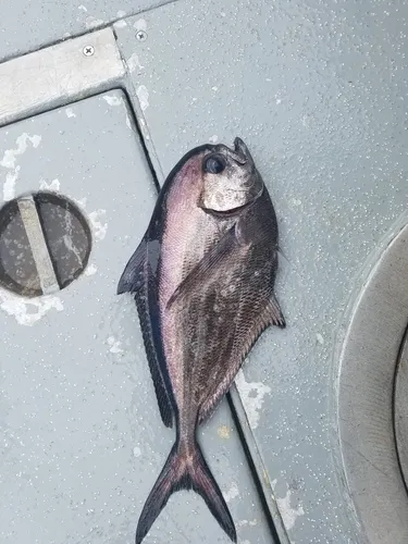 Pacific Pomfret