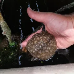 Magnificent Bryozoan thumbnail 4