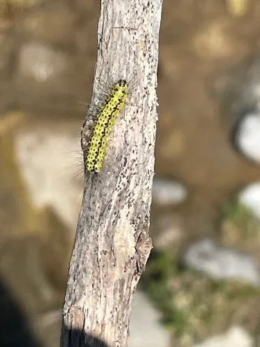 Estigmene albida