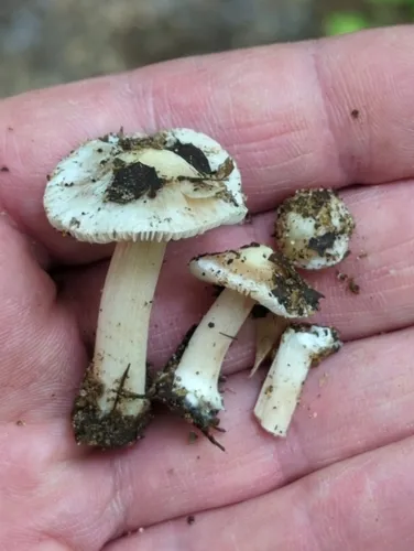 Inocybe acriolens