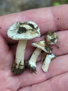 Inocybe acriolens thumbnail 1