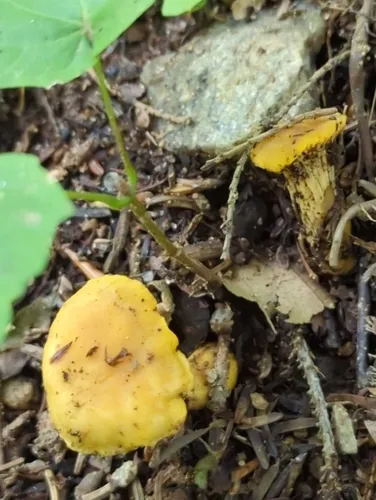 Appalachian Chanterelle
