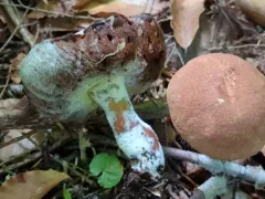 Hypomyces completus thumbnail 1