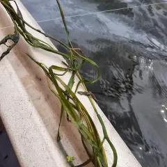 water star-grass thumbnail 3