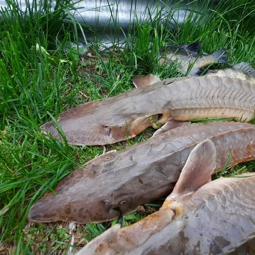 Shovelnose Sturgeon
