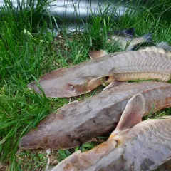 Shovelnose Sturgeon thumbnail 1