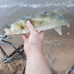 Walleye thumbnail 3