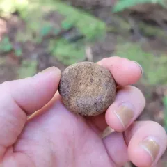 Elaphomyces granulatus thumbnail 4