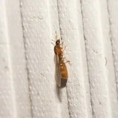 Common American Thief Ant thumbnail 4