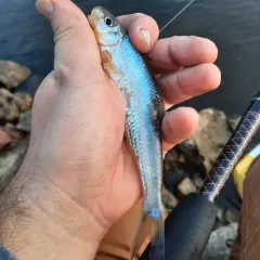 Silver Chub thumbnail 2