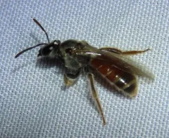 Texas Nocturnal Sweat Bee thumbnail 3