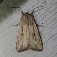 Linda's Wainscot thumbnail 3