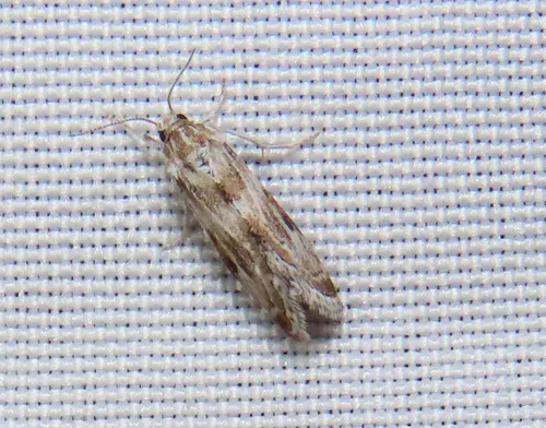 Frechinia laetalis