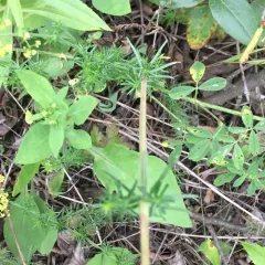 Lady's Bedstraw thumbnail 4