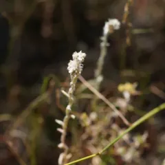 field fluffweed thumbnail 4
