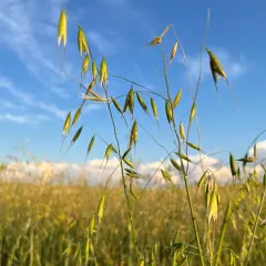 wild oat thumbnail 4