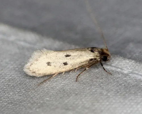 Eccritothrix guenterella