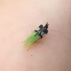 Neohecalus lineatus thumbnail 4