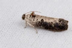 White-backed Marble thumbnail 2