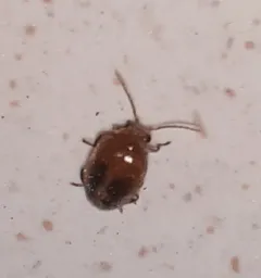 Black-spotted Marsh Beetle thumbnail 2
