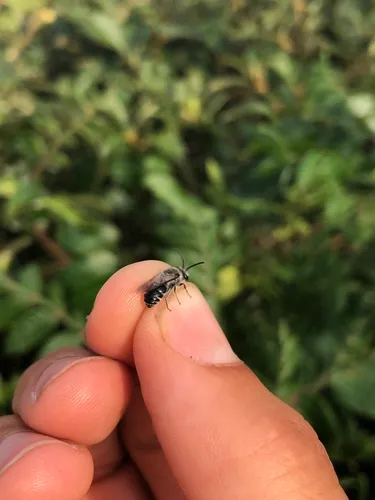 Sumac Cellophane Bee