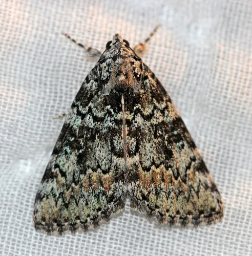 Connubial Underwing