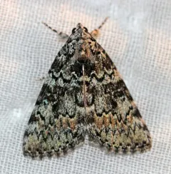Connubial Underwing thumbnail 1