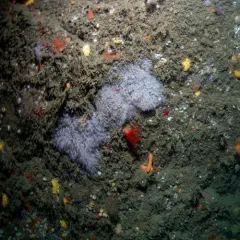 Scarlet Sea Cucumber thumbnail 2