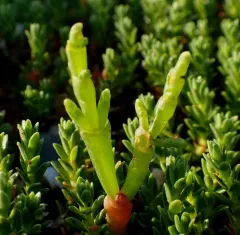 Virginia Glasswort thumbnail 3