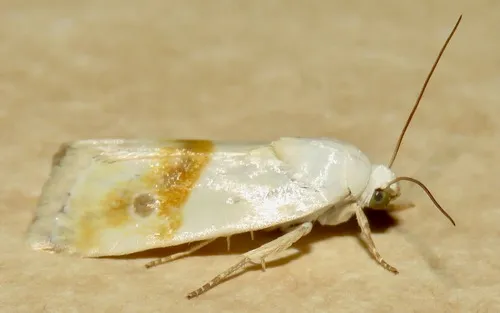 Virgin Bird-Dropping Moth