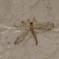 Helius flavipes thumbnail 4
