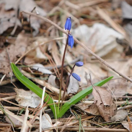 Siberian squill