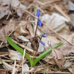 Siberian squill thumbnail 1