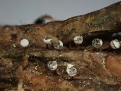 Craterium leucocephalum thumbnail 2