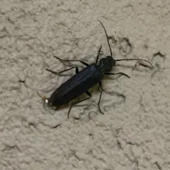 New House Borer thumbnail 1