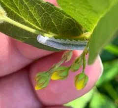 Loosestrife Sawfly thumbnail 4