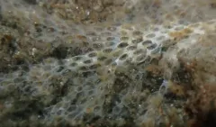 Electra monostachys thumbnail 2