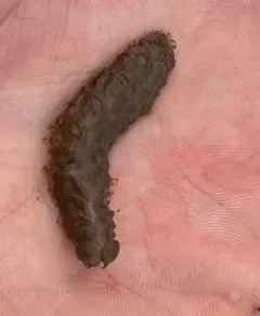 Twelve-scaled Worm thumbnail 3