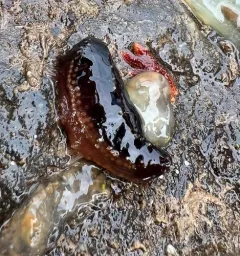 Reddish Brown Sea Cucumber thumbnail 4