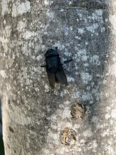 Cuterebra tenebrosa thumbnail 3