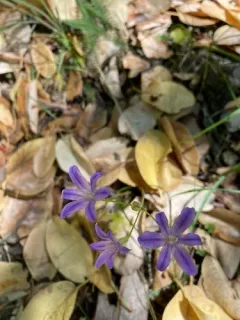 Indian Valley Brodiaea thumbnail 1