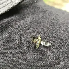 One-striped Deer Fly thumbnail 3