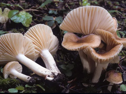 Hygrophorus pacificus