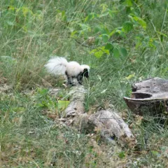 Striped Skunk thumbnail 3